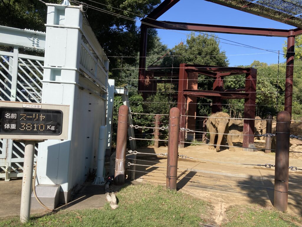 ぞうのスーリヤちゃんは、３８１０ｋｇもあるんだぞう～。。上野動物園だぞう～。。Surya Elephant 3810kg Ueno Zoological Gardens